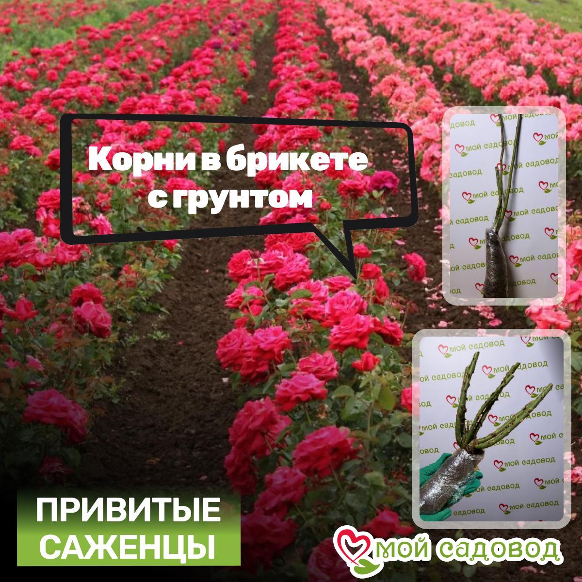 Роза Эмбер Скай