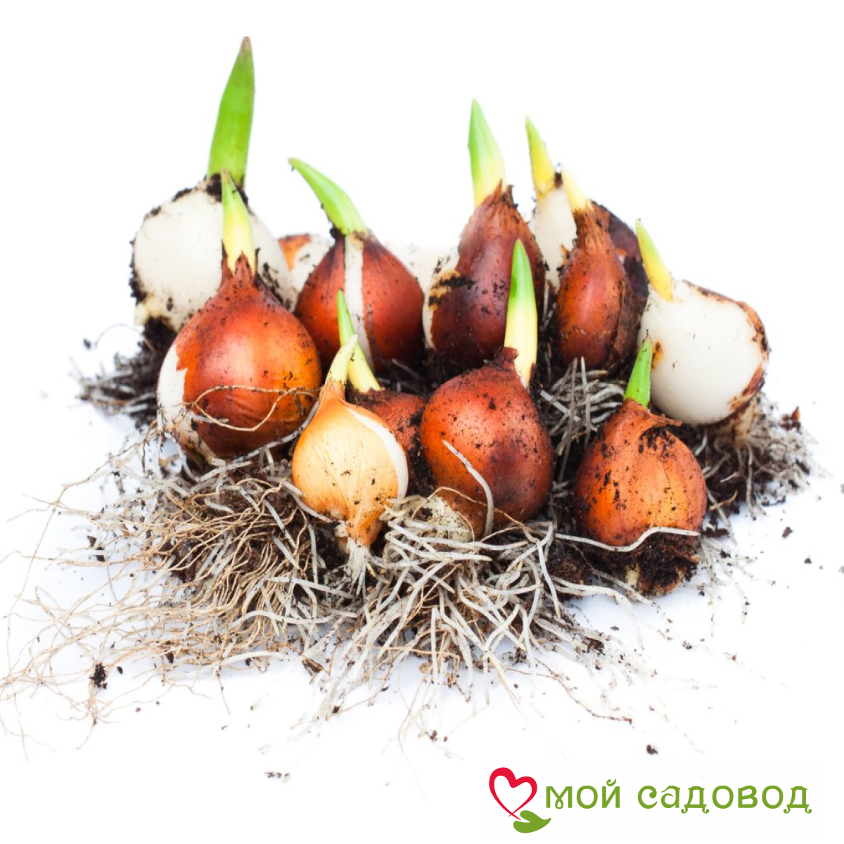 Тюльпан Махровый Сильвер Шедоу